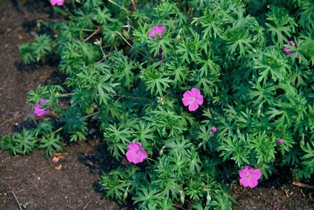 Geranium sanguineum P9 - afbeelding 4
