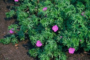Geranium sanguineum P9 - afbeelding 4