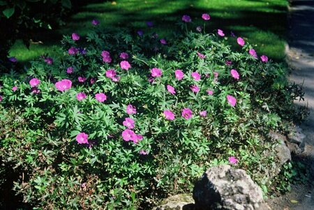 Geranium sanguineum P9 - afbeelding 5
