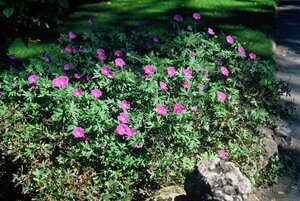 Geranium sanguineum P9 - afbeelding 5