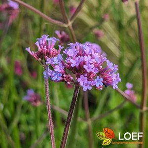 Verbena bonariensis P11 - afbeelding 1