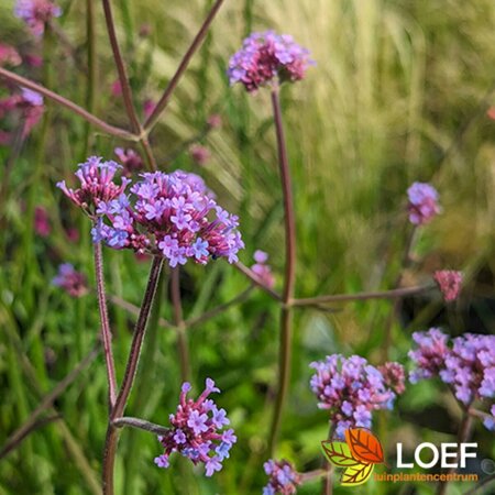 Verbena bonariensis P11 - afbeelding 17