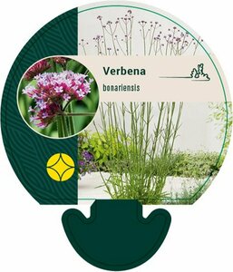 Verbena bonariensis P11 - afbeelding 7