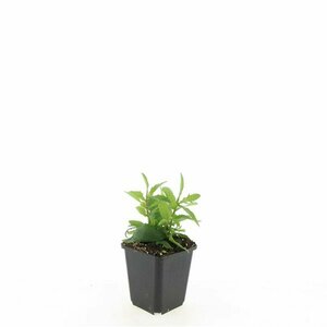 Verbena bonariensis P11 - afbeelding 10