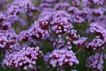 Verbena bonariensis P11 - afbeelding 6
