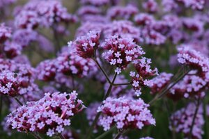 Verbena bonariensis P11 - afbeelding 6