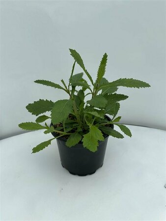 Verbena bonariensis P11 - afbeelding 15