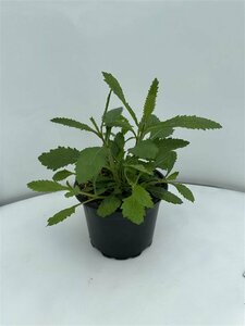 Verbena bonariensis P11 - afbeelding 15
