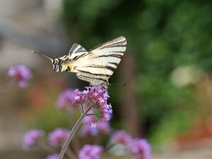 Verbena bonariensis P11 - afbeelding 4