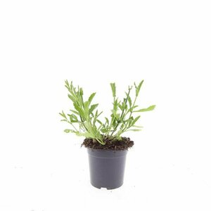 Verbena bonariensis P11 - afbeelding 18