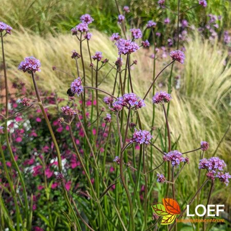 Verbena bonariensis P11 - afbeelding 16