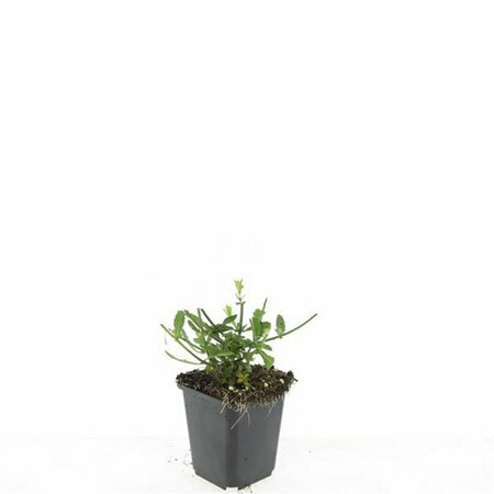 Verbena bonariensis P11 - afbeelding 13