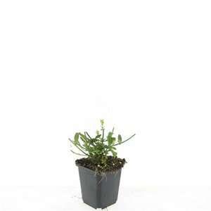Verbena bonariensis P11 - afbeelding 13