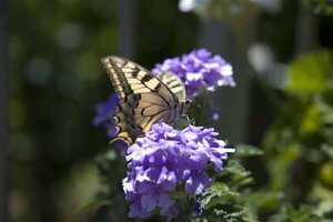 Verbena bonariensis P11 - afbeelding 3