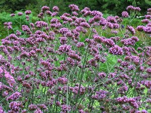 Verbena bonariensis P11 - afbeelding 2