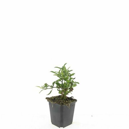 Verbena bonariensis P11 - afbeelding 12