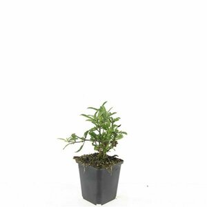 Verbena bonariensis P11 - afbeelding 12
