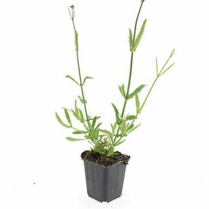 Verbena bonariensis P11 - afbeelding 8
