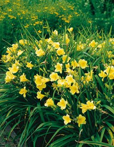 Hemerocallis 'Happy Returns' P9