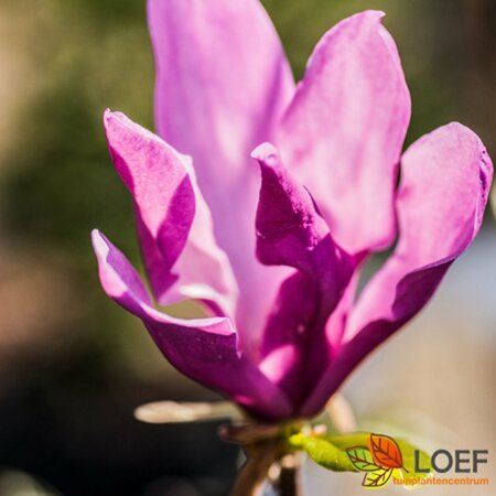 Magnolia 'Galaxy'