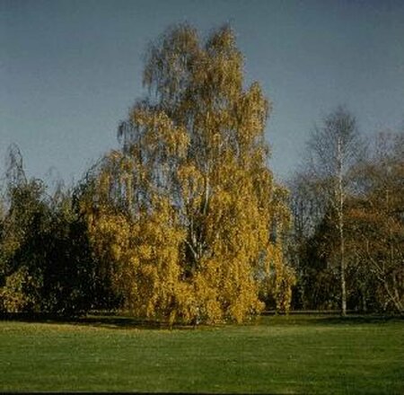 Betula pendula 10-12 C.  - afbeelding 1