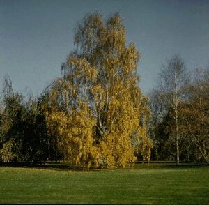 Betula pendula 10-12 C. 