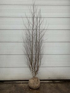 Betula pendula 10-12 C.  - afbeelding 4