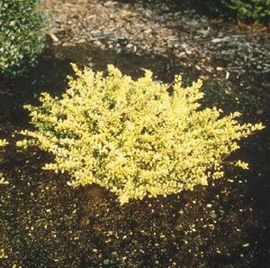 Ilex crenata 'Glory Gem' 100/125 C. Bonsai
