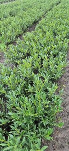 Prunus laurocerasus 'Otto Luyken' - afbeelding 8