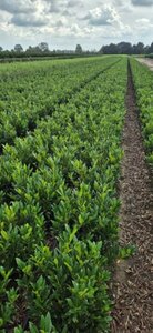 Prunus laurocerasus 'Otto Luyken' - afbeelding 5