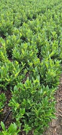Prunus laurocerasus 'Otto Luyken' - afbeelding 3