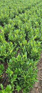 Prunus laurocerasus 'Otto Luyken' - afbeelding 3