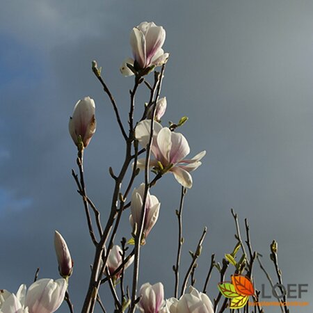 Magnolia soulangeana - afbeelding 1
