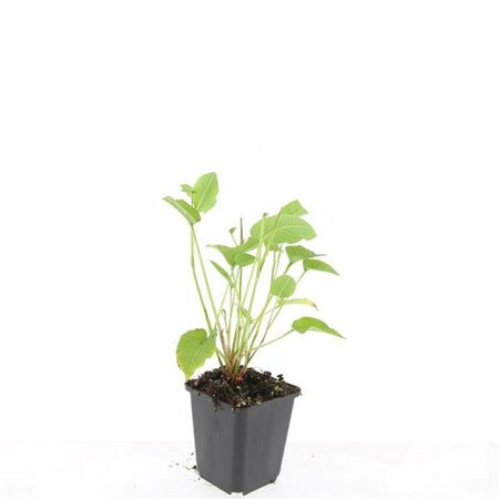 Persicaria amplexicaulis P9 - afbeelding 14