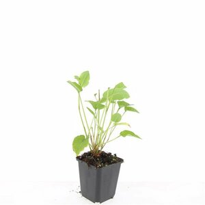 Persicaria amplexicaulis P9 - afbeelding 14