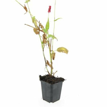 Persicaria amplexicaulis P9 - afbeelding 11