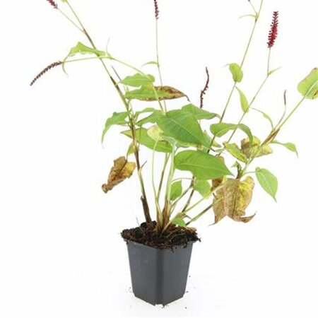 Persicaria amplexicaulis P9 - afbeelding 10