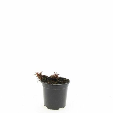 Persicaria amplexicaulis P9 - afbeelding 3