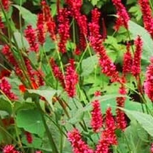 Persicaria amplexicaulis P9 - afbeelding 7