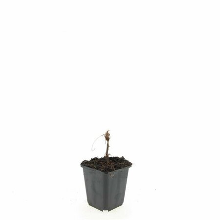 Persicaria amplexicaulis P9 - afbeelding 13
