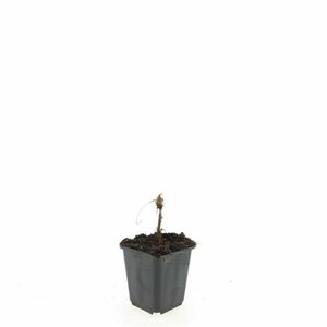 Persicaria amplexicaulis P9 - afbeelding 13
