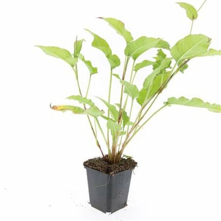 Persicaria amplexicaulis P9 - afbeelding 9