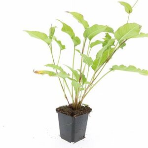 Persicaria amplexicaulis P9 - afbeelding 9