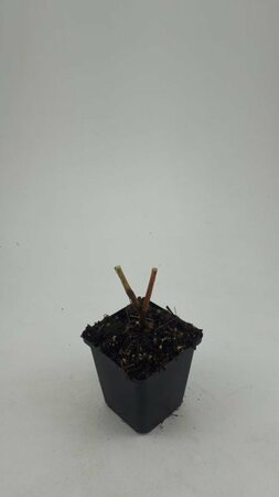 Persicaria amplexicaulis P9 - afbeelding 12