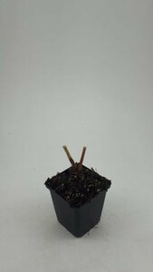 Persicaria amplexicaulis P9 - afbeelding 12