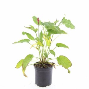 Persicaria amplexicaulis P9 - afbeelding 15