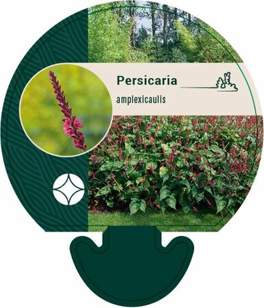 Persicaria amplexicaulis P9 - afbeelding 6