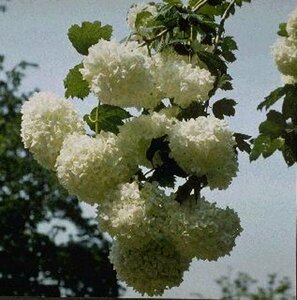 Viburnum opulus 'Roseum'