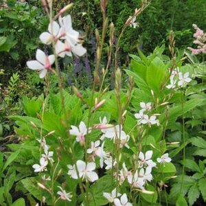 Gaura lindheimeri 'Snowstorm' P9
