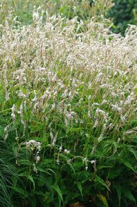 Persicaria ampl. 'White Eastfield' P9 - afbeelding 3